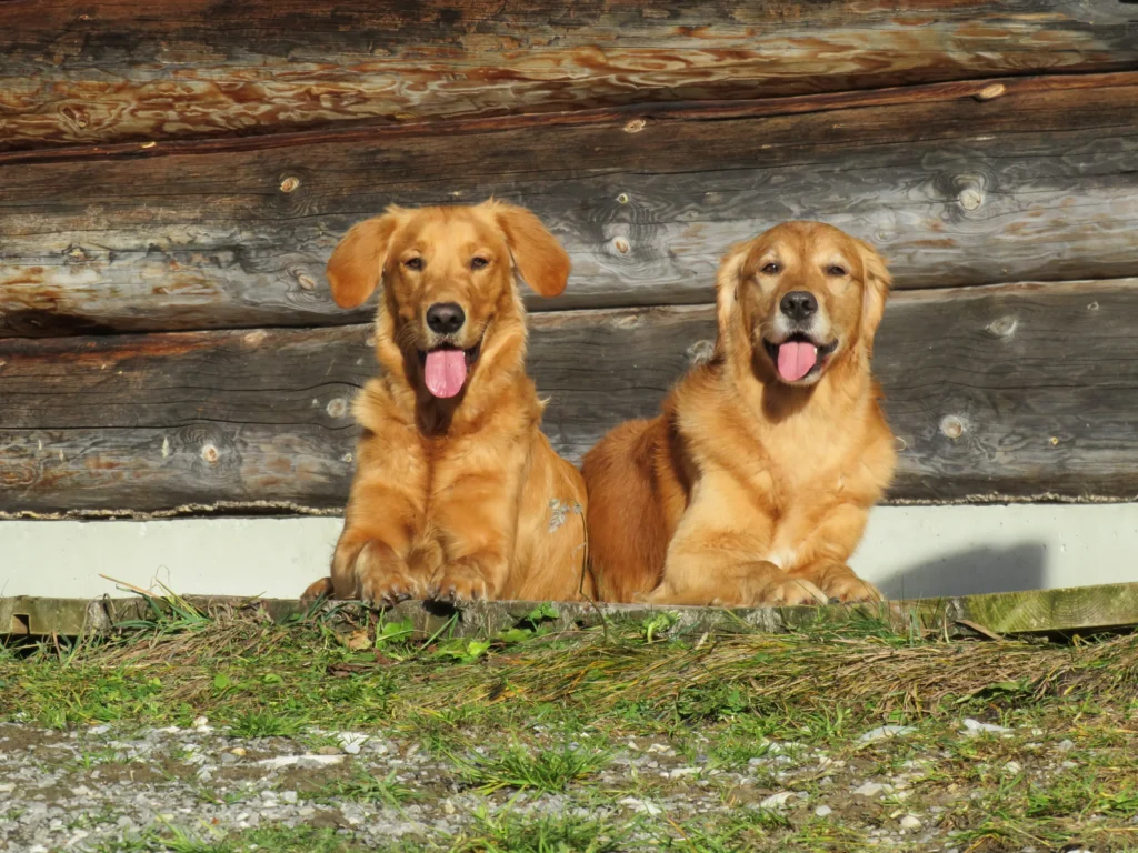 Renzo en Maylo Golden Retriever jachthonden