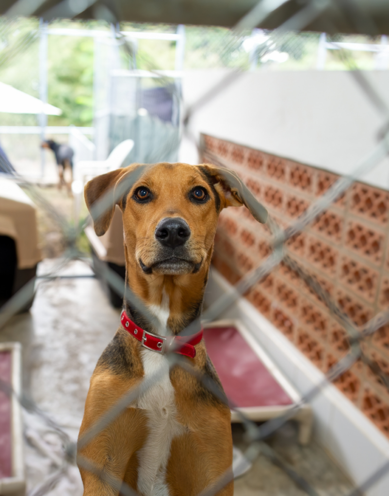 Een hond adopteren uit het buitenland