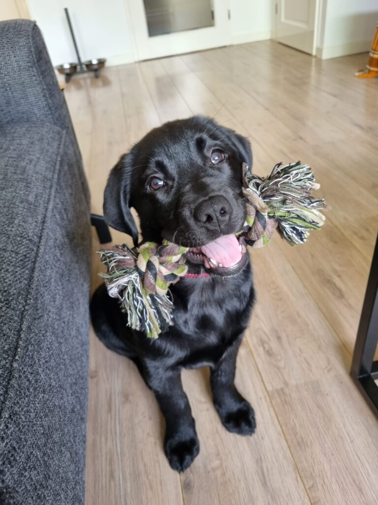 Labrador puppy Mishka