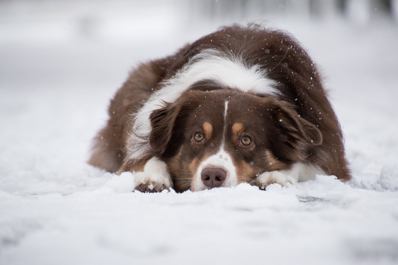 Geef je een hond extra eten in de winter?