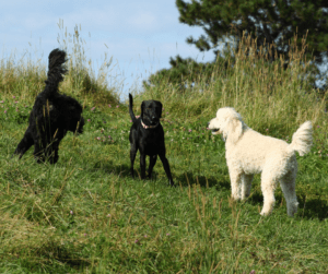 Labradoodle Chase