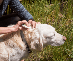  Zomerse verzorging voor honden