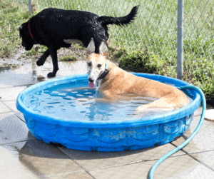  Zomerse verzorging voor honden