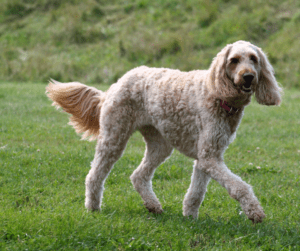 Labradoodle Chase