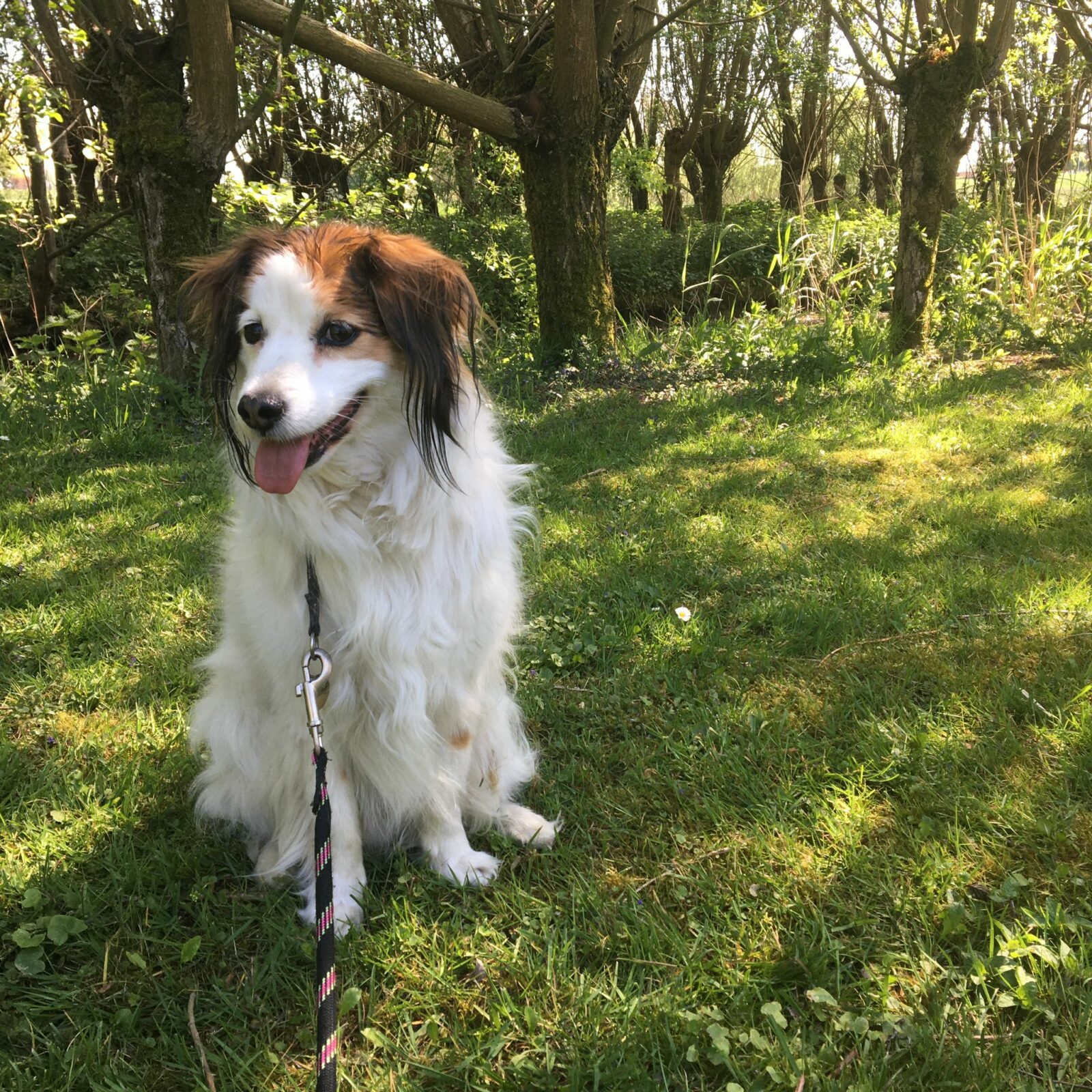 Kooikerhondje Leto