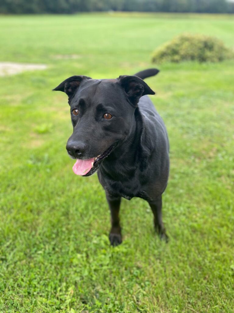 Labrador Retriever Rokko