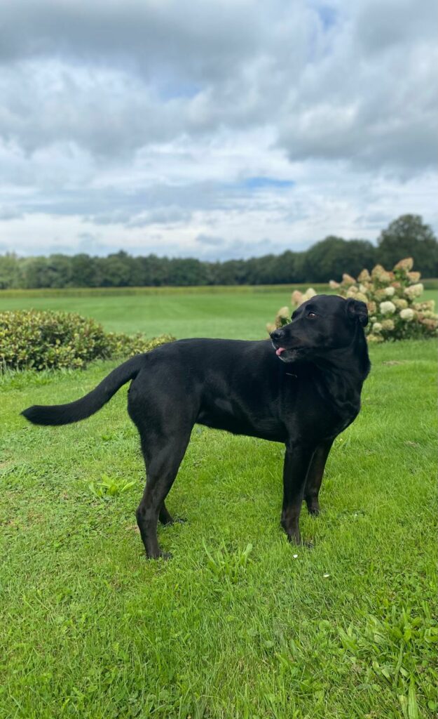 Labrador retriever Rokko